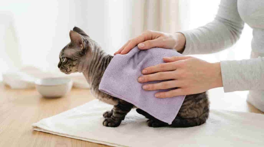Daily Minskin Cat Care and Grooming Routines