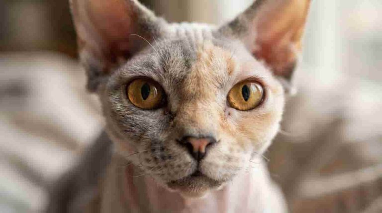 minskin-cat