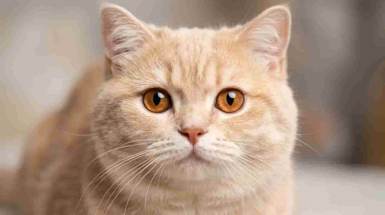 minuet-cat (1)