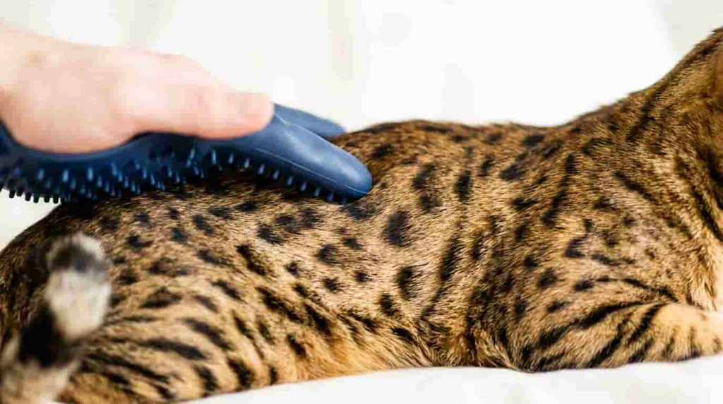 Understanding Ocicat Personality and Dog-Like Behavior