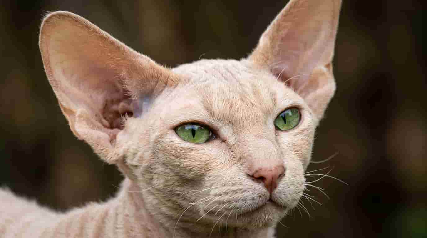 peterbald-cat-the-elegant-hairless-cat-from-russia
