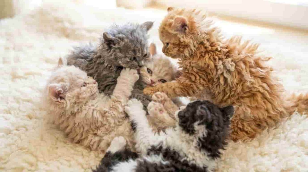 The Unique History of the Selkirk Rex Cat