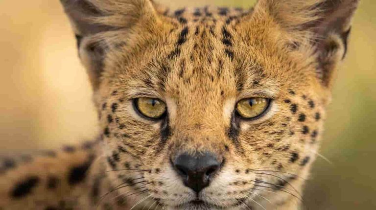 serengeti-cat-wild-serval-look (2)