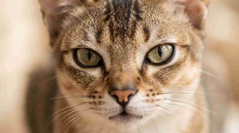 singapura-cat-smallest-domestic-cat