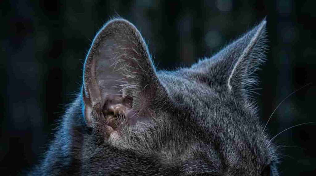 Cat Purring At Healing Frequencies