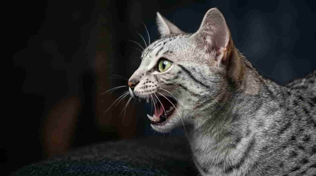 Cat Rotating Their Ears One Hundred Eighty Degrees