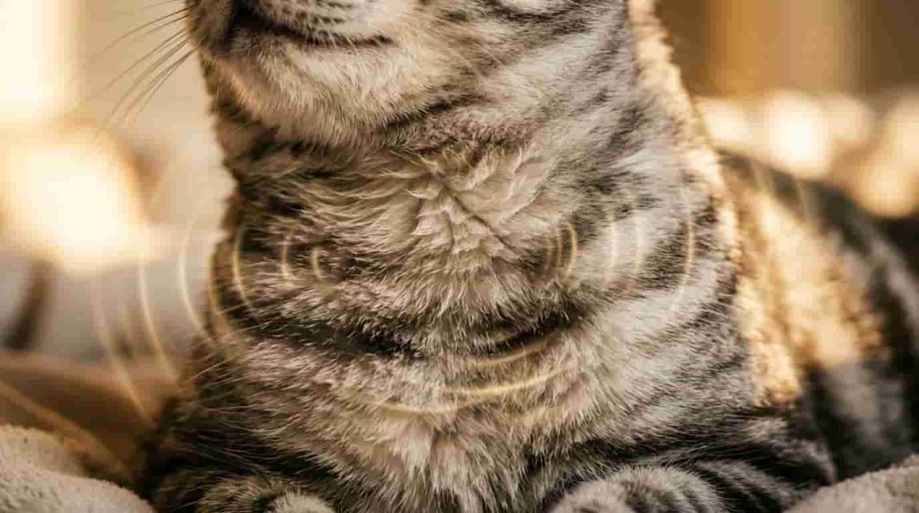 Cat Communicating Using Over One Hundred Vocal Tones