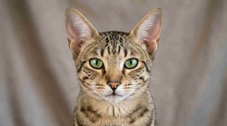Arabian_Mau_cat_portrait_