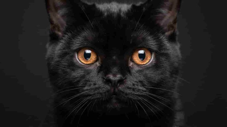 Bombay_cat_portrait
