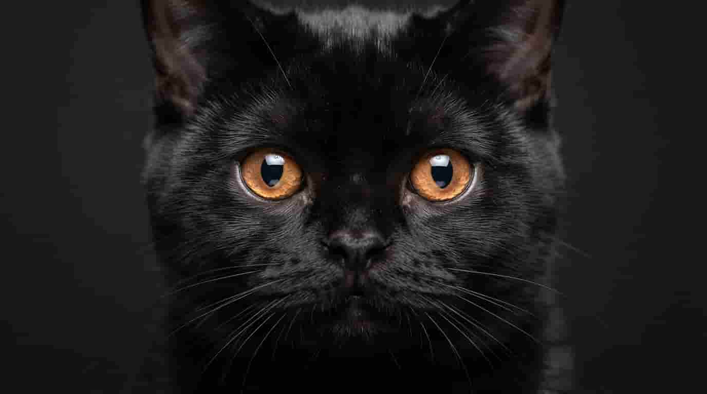 Bombay_cat_portrait