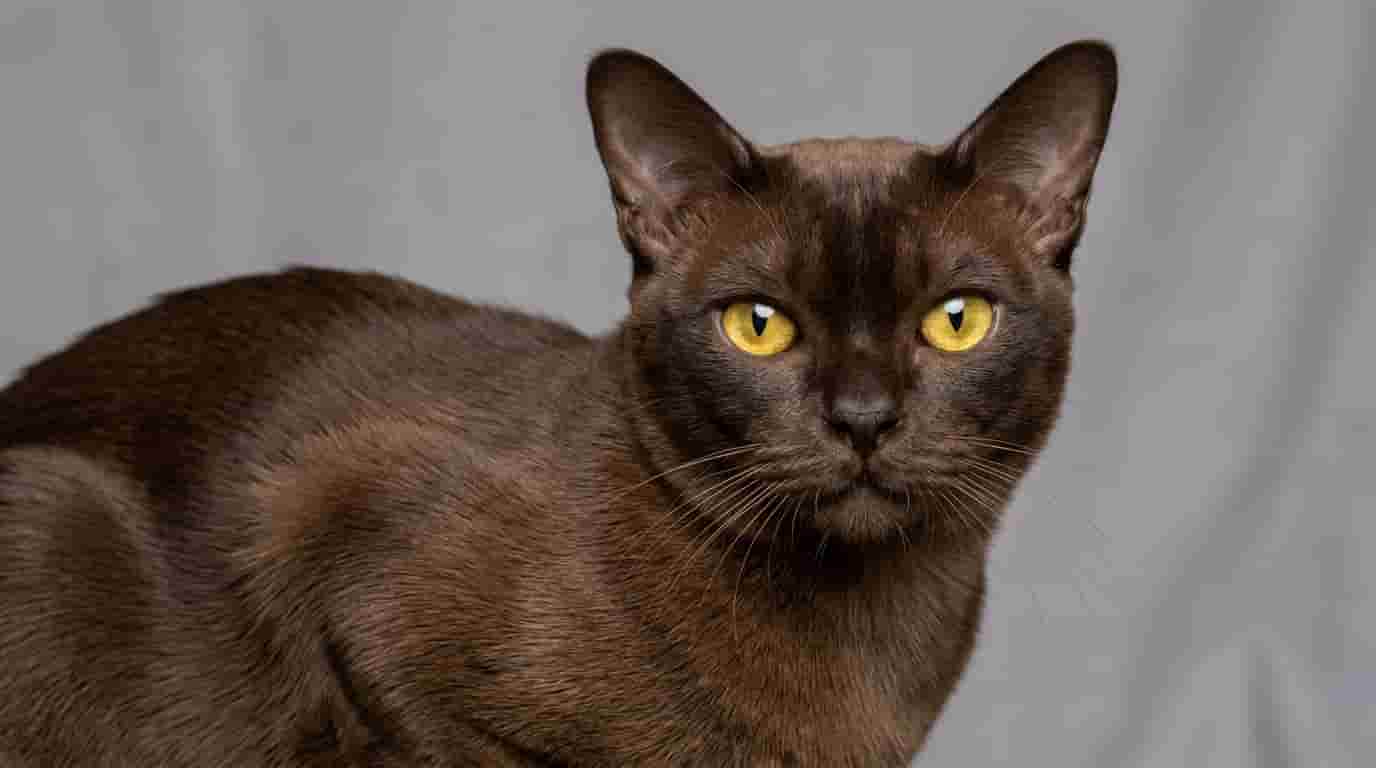 Burmese_cat_close-up_photograph
