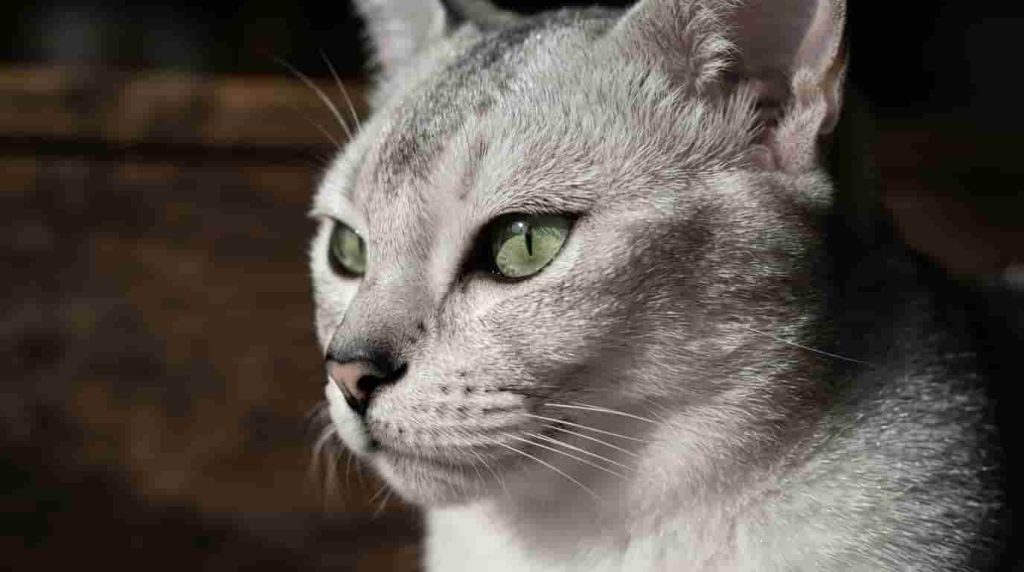 What Is a Burmilla Cat?