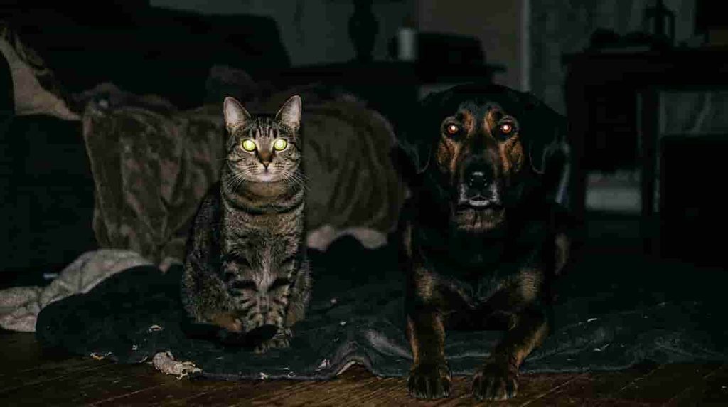 Do Dogs and Cats' Eyes Glow for the Same Reason?