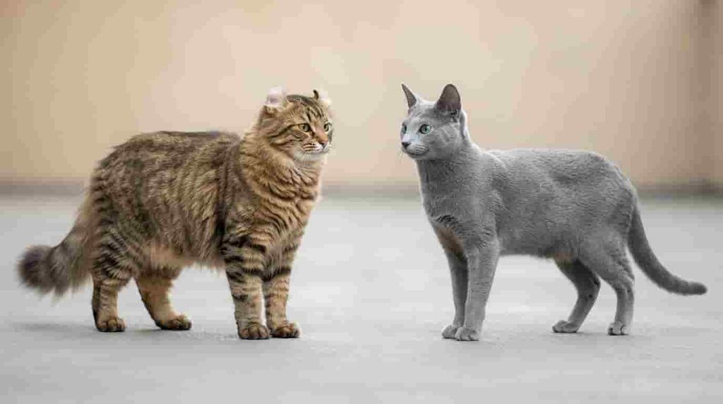 Highlander vs Russian Blue