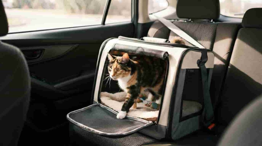Choose and Set Up the Right Cat Carrier