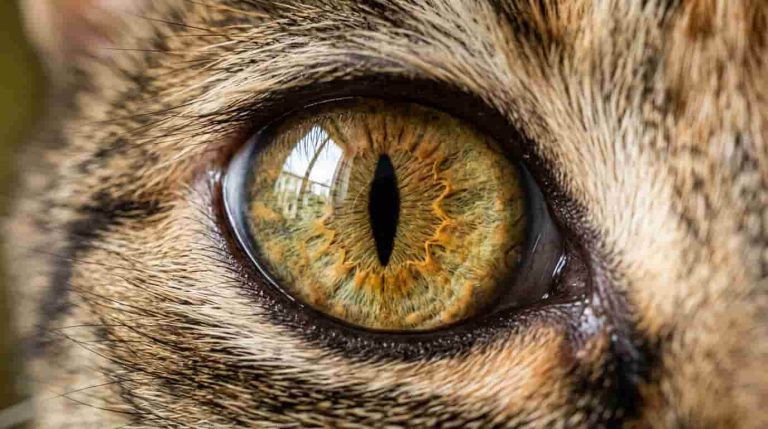 Why Do Cats Have Vertical Pupils? The Surprising Reason Behind Them