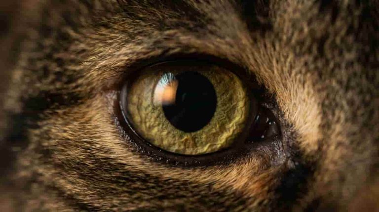 Why Do Cats' Pupils Get So Big? What Dilated Pupils Mean