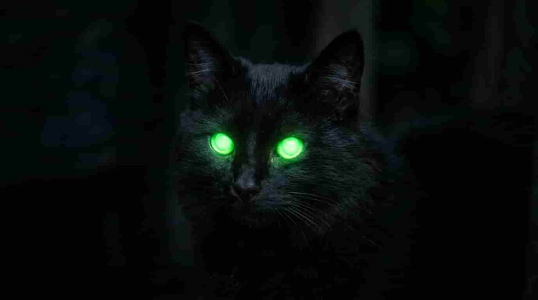 Why Do Cats' Eyes Glow at Night? The Science Behind Their Eye Shine
