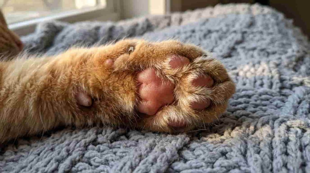 Common Cat Limping Causes