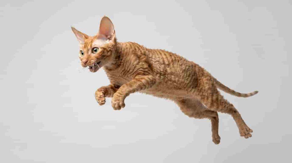 Cornish Rex