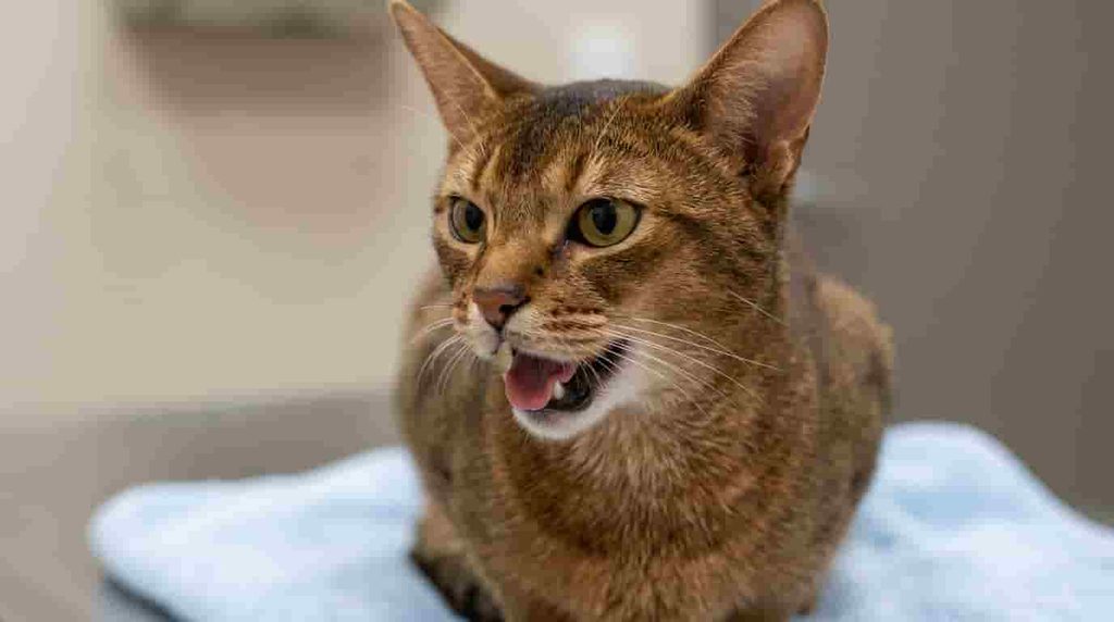 What does abnormal cat breathing look like?