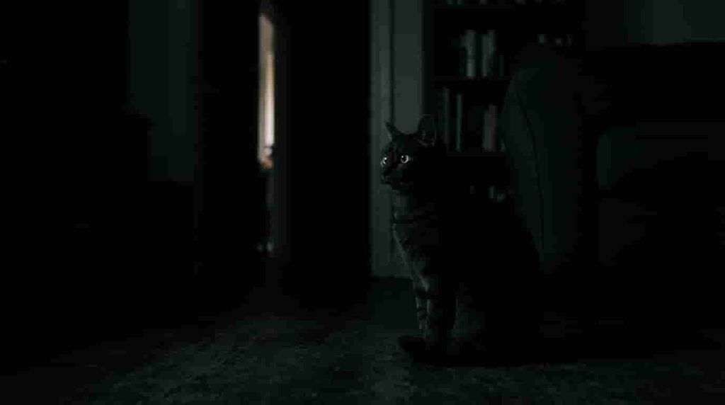 Can Cats See in the Dark? The Bottom Line