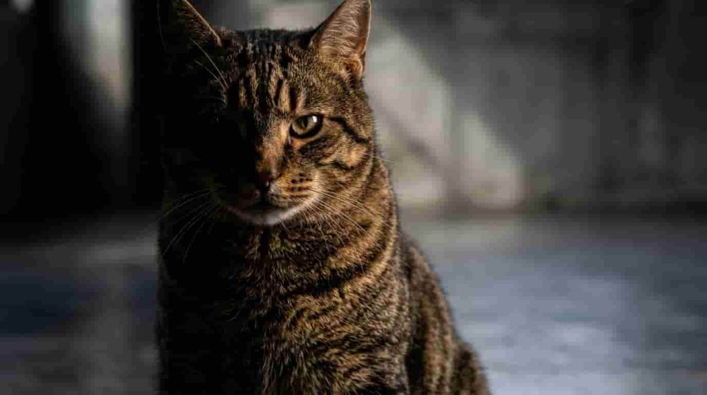  Regal Male Cat Names
