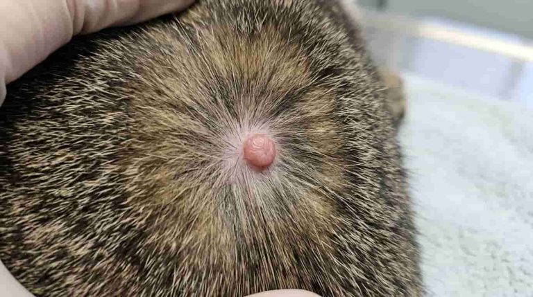 Cat Tumor: Symptoms, Causes, Treatment, Types and Life Expectancy