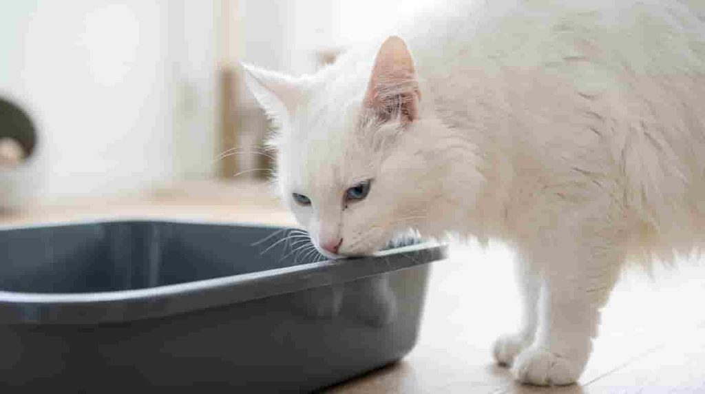 Litter Box Problems Are One of the Most Common Reasons