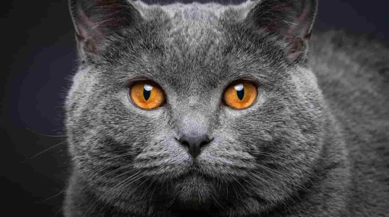 Chartreux Cat: Personality, Price, Lifespan, Weight and Traits