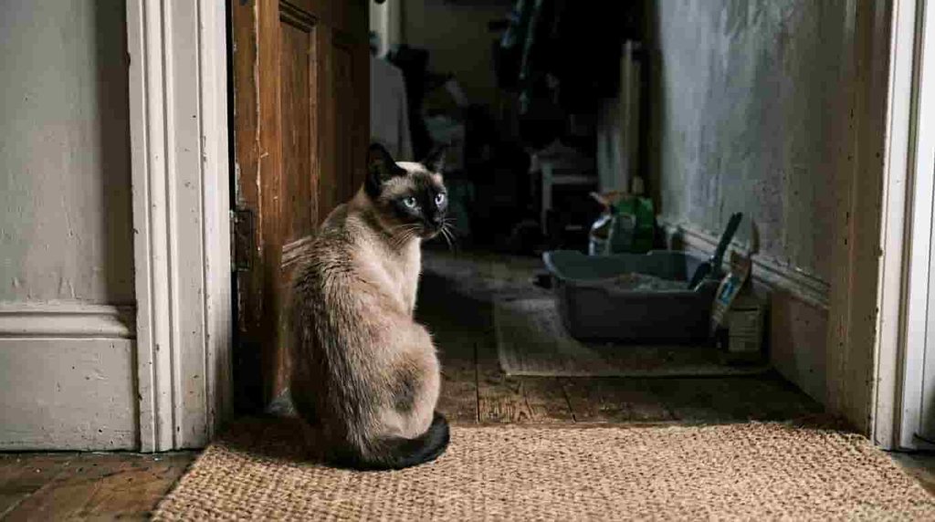 Litter Box Problems That Make Cats Avoid the Box