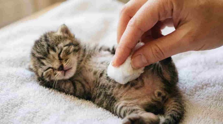 How to Help a Kitten Poop Without Its Mother Safely