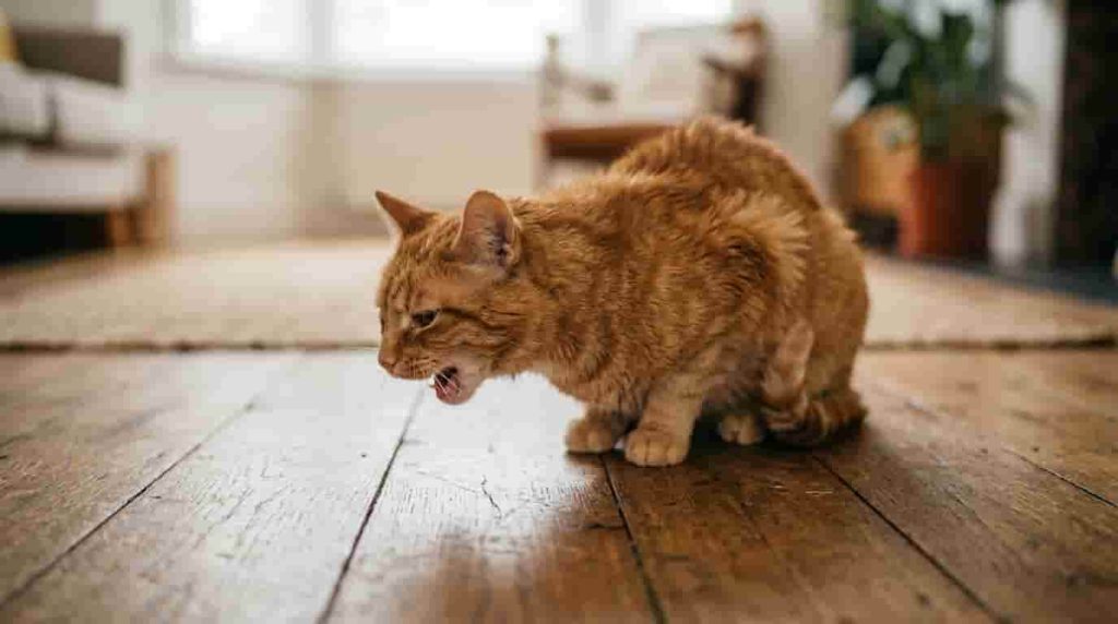 Why Is My Cat Coughing but Acting Normal?