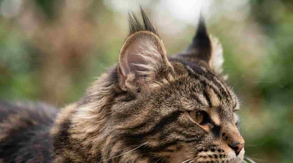 Highlander Cat Lifespan and Health