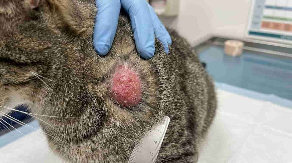 When Should You Worry About A Cat Lump?
