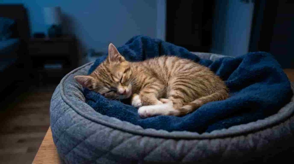 Managing Reasons for Kitten Nighttime Behavior Problems