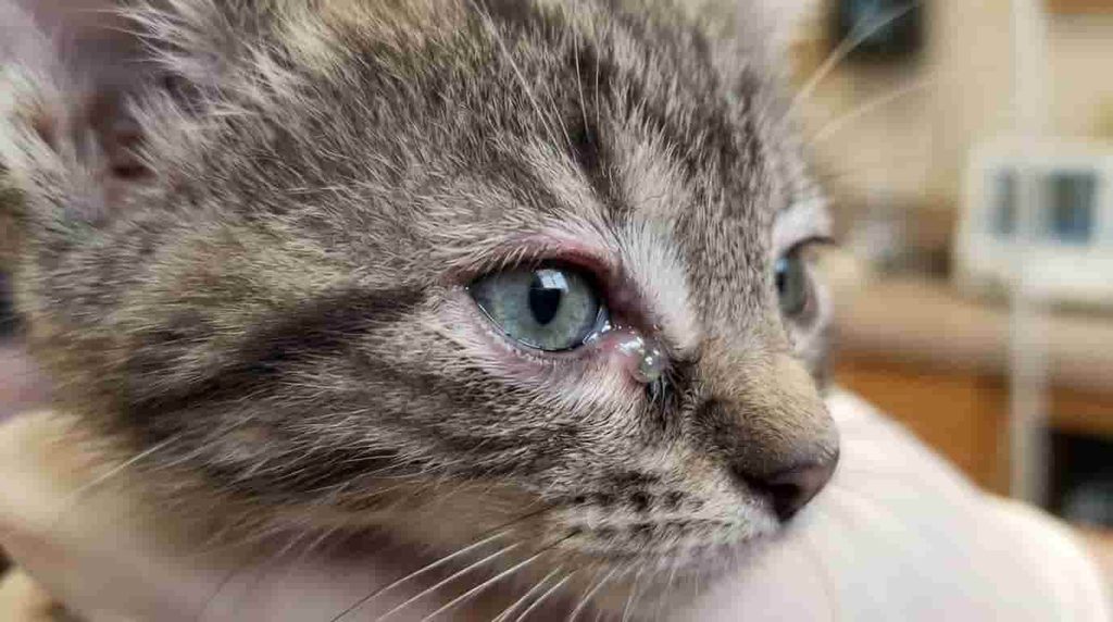 Common Kitten Eye Problems to Watch For