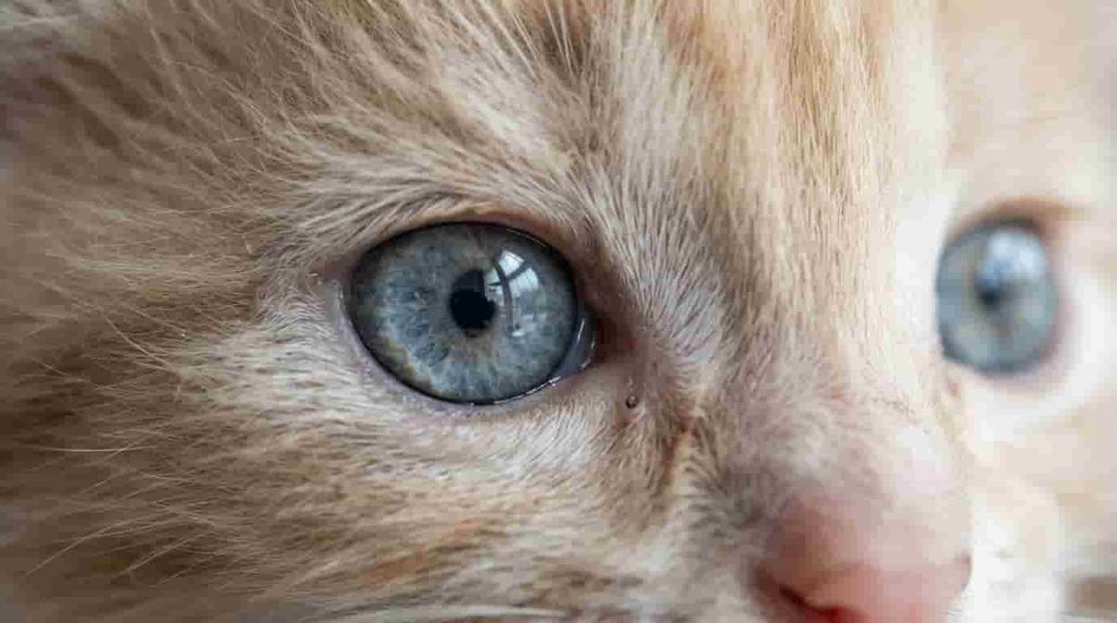Common Mistakes to Avoid With Newborn Kitten Eyes