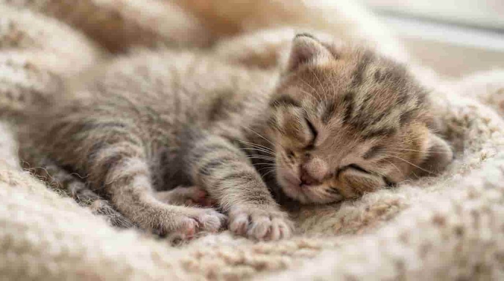 When Should You Worry if a Kitten's Eyes Do Not Open?