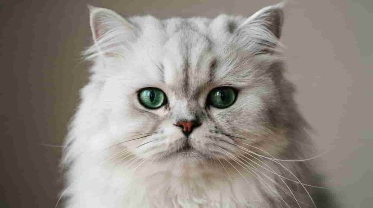 Persian_cat_portrait