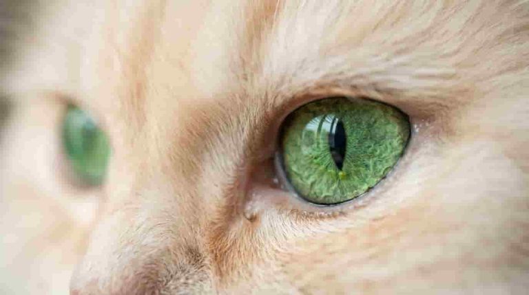 Toxoplasmosis in Cats: Symptoms, Diagnosis, Treatment, and Human Risks