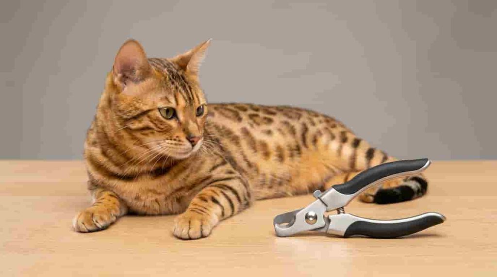 Is It Necessary to Cut Your Cat’s Nails