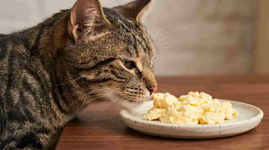 Can Cats Eat Scrambled Eggs?