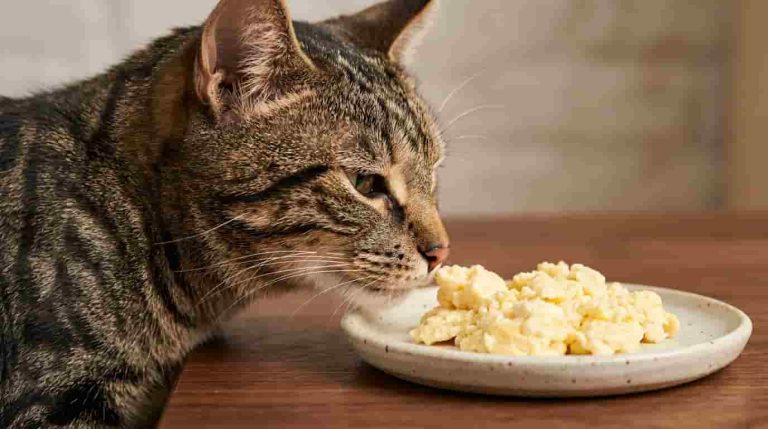Can Cats Eat Eggs? Are Cooked, Raw and Scrambled Eggs Safe?