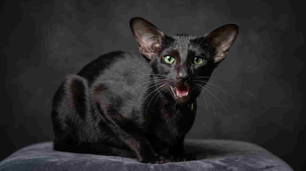 Oriental Shorthair