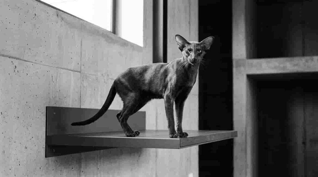 Oriental Shorthair