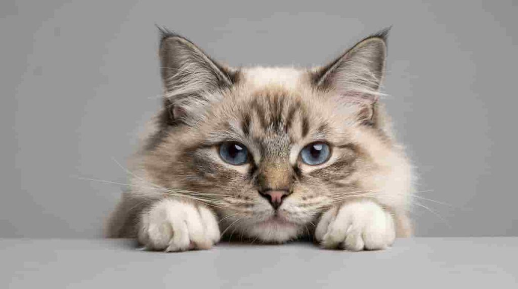 Ongoing Ragdoll Cat Ownership Costs