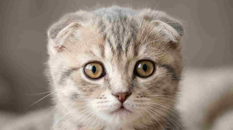 Scottish Fold Cat: Price, Personality, Health Issues and Care Guide