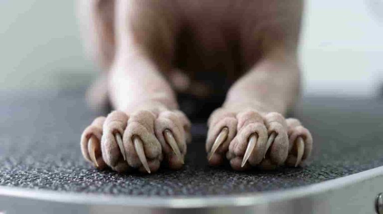 Cat Nail Trimming: How to Safely Cut Your Cat’s Nails at Home