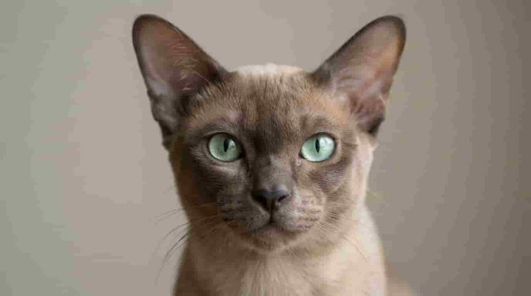 Tonkinese Cat: Personality, Price, Colors, Lifespan and Siamese Differences